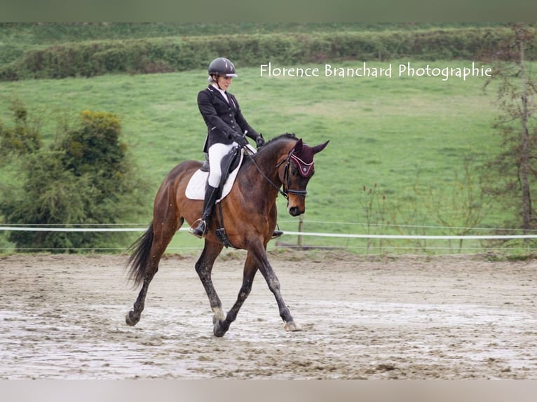 Selle Français Gelding 9 years 16,2 hh Bay-Dark in Saint-Antoine-l'Abbaye