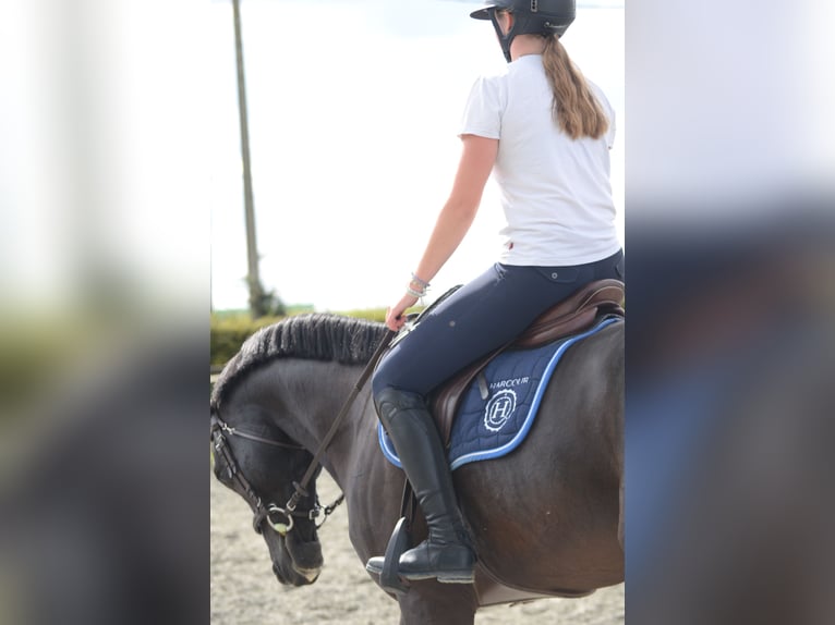 Selle Français Gelding 9 years 16,2 hh Black in Wallon cappel