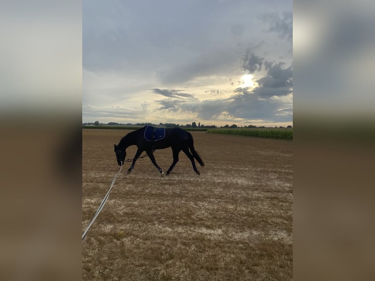 Selle Français Gelding 9 years 16,2 hh Black in Wallon cappel