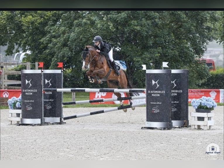 Selle Français Gelding 9 years 16,2 hh Chestnut-Red in Besançon Selle Français Gelding 9 years 16,2 hh Chestnut-Red in Besançon
