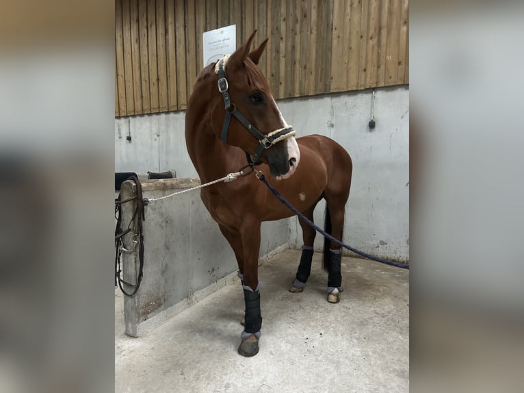 Selle Français Gelding 9 years 16,2 hh Chestnut-Red in Besançon Selle Français Gelding 9 years 16,2 hh Chestnut-Red in Besançon