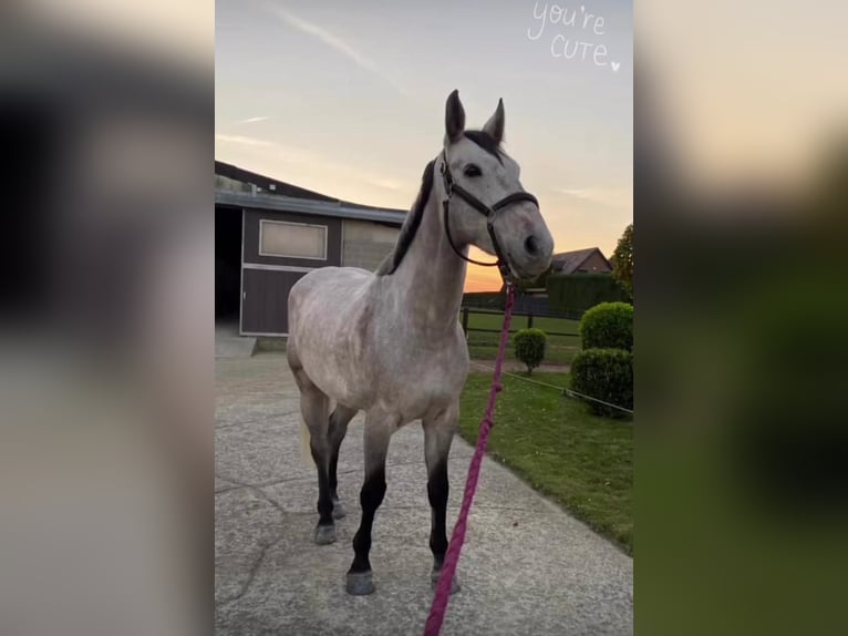 Selle Français Gelding 9 years 16,2 hh Grey in GROTE-BROGEL