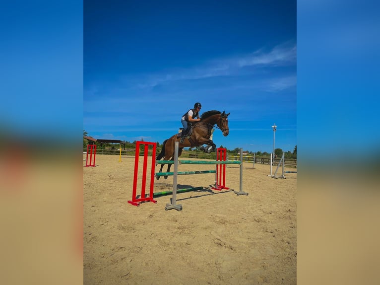 Selle Français Gelding 9 years 17.1 hh Brown in Rhône