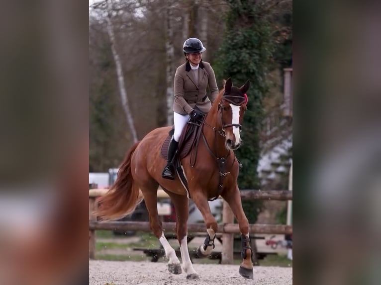 Selle Français Gelding 9 years 17.1 hh Chestnut-Red in Bordeaux