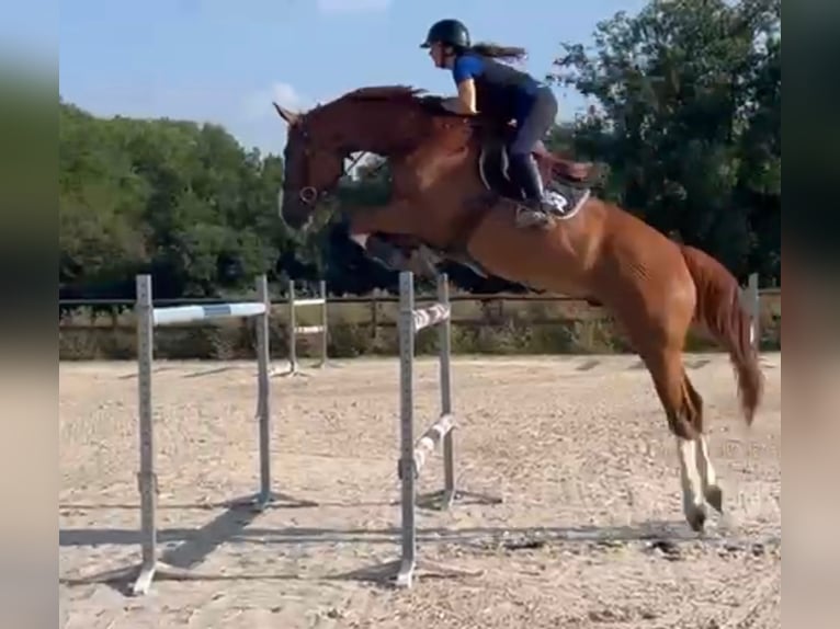 Selle Français Gelding 9 years 17.1 hh Chestnut-Red in Bordeaux