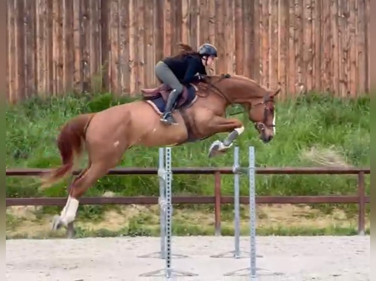 Selle Français Gelding 9 years 17.1 hh Chestnut-Red in Bordeaux