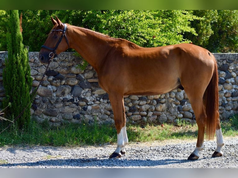 Selle Français Gelding 9 years 17 hh Brown in aubenas