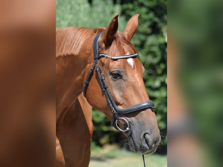 Selle Français Gelding 9 years 17 hh Brown in aubenas