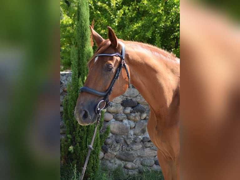 Selle Français Gelding 9 years 17 hh Brown in aubenas