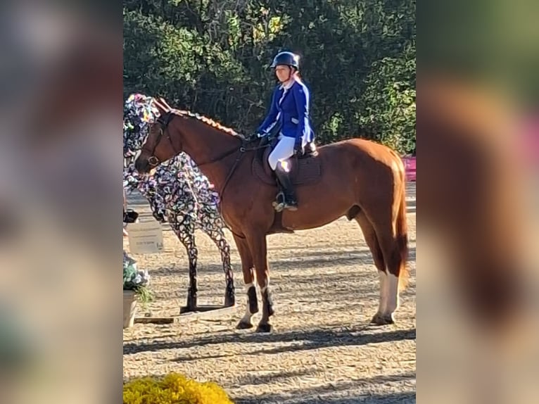 Selle Français Gelding 9 years 17,1 hh Chestnut-Red in Bordeaux