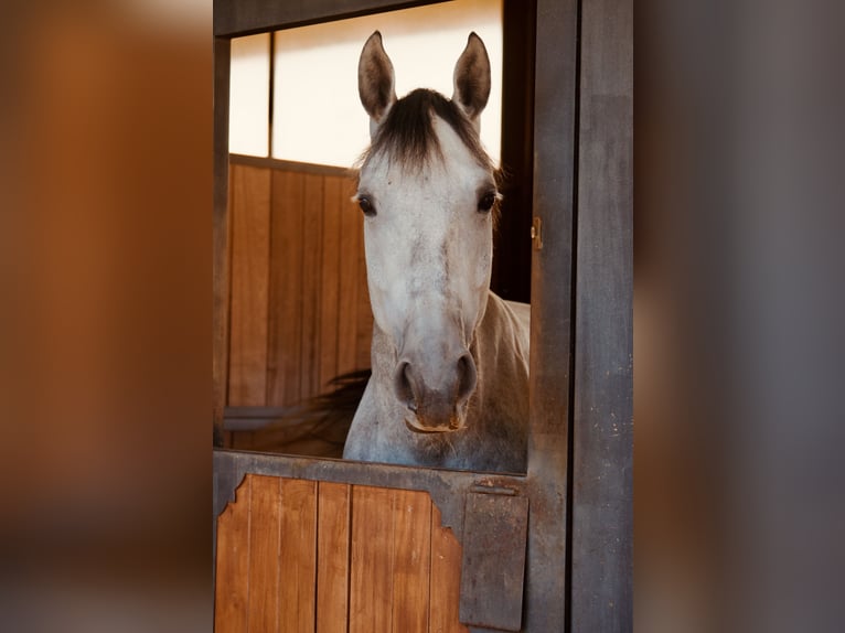 Selle Français Gelding 9 years 17,1 hh Grey in Verona