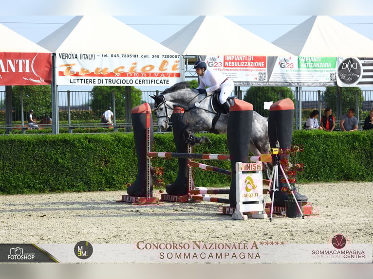 Selle Français Gelding 9 years 17,1 hh Grey in Verona