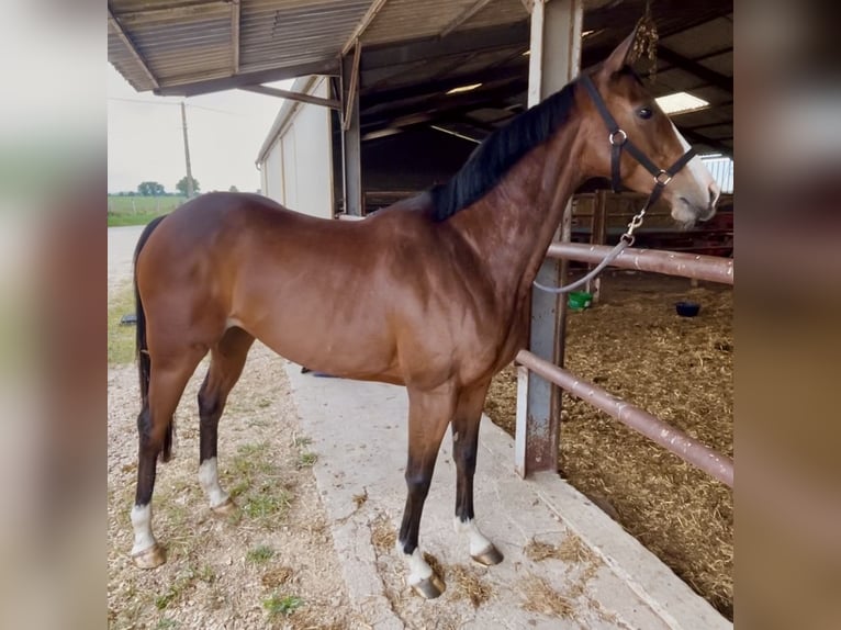 Selle Français Mix Giumenta 10 Anni 158 cm Baio in Épineuil-le-Fleuriel