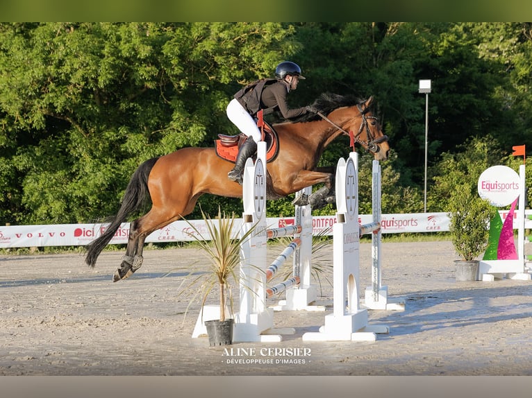 Selle Français Giumenta 10 Anni 162 cm Baio in Léhon