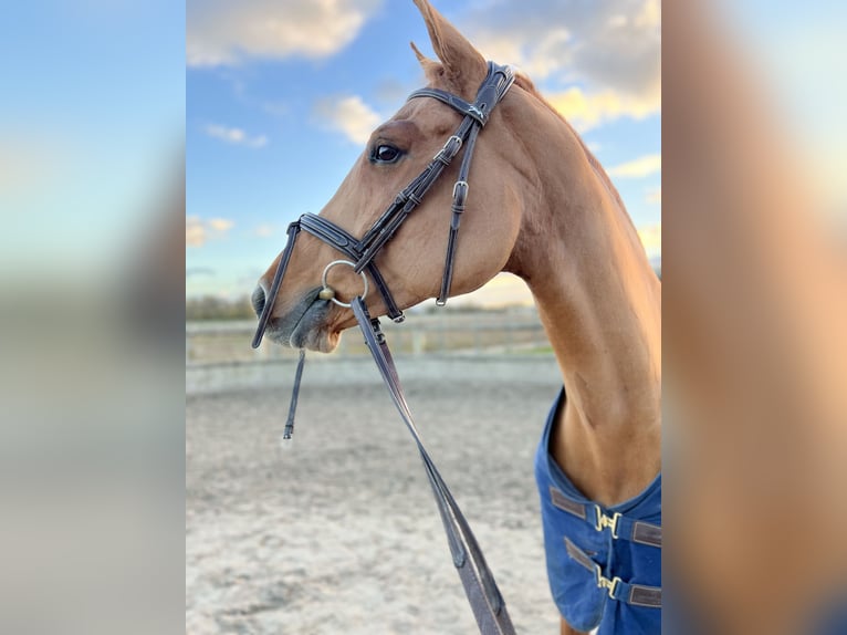 Selle Français Giumenta 10 Anni 164 cm Sauro in Villeneuve-Loubet