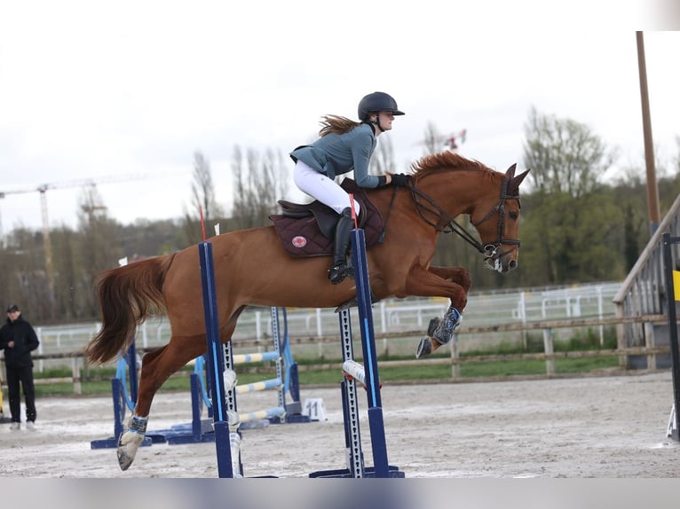 Selle Français Giumenta 10 Anni 164 cm Sauro in Villeneuve-Loubet