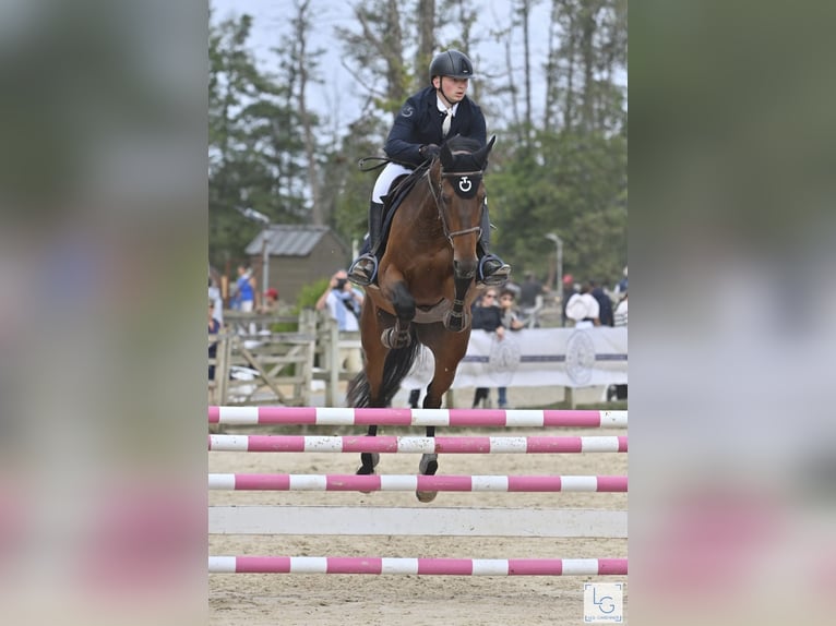 Selle Français Giumenta 10 Anni 165 cm Baio in GOSNE