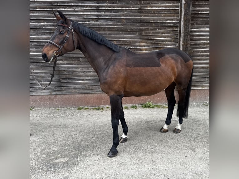 Selle Français Giumenta 10 Anni 165 cm Baio scuro in Poxdorf