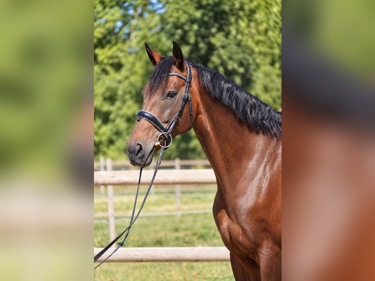 Selle Français Giumenta 10 Anni 165 cm Baio scuro in Isére