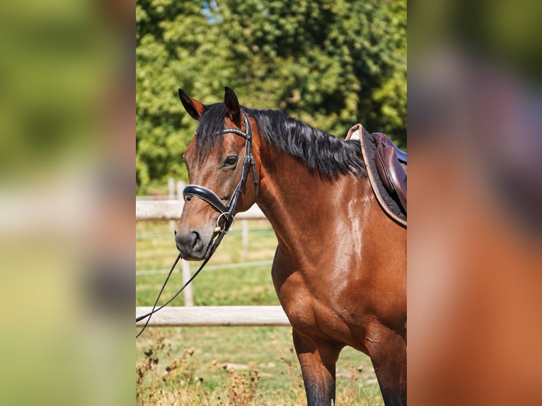 Selle Français Giumenta 10 Anni 165 cm Baio scuro in Isére