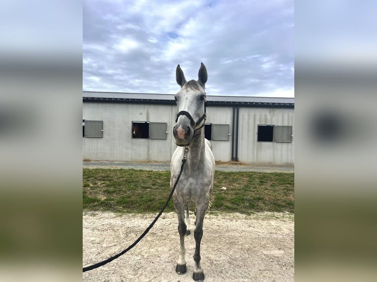 Selle Français Giumenta 10 Anni 165 cm Grigio in St Sauveur d&#x27;Aunis
