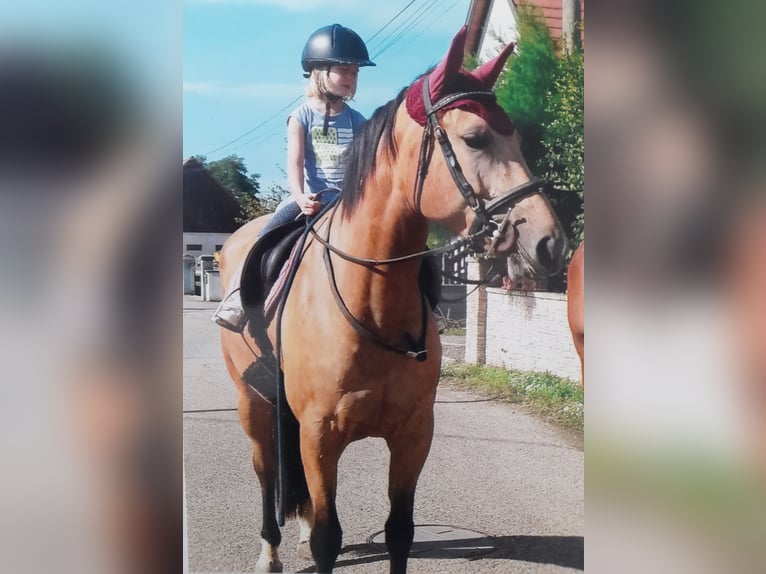 Selle Français Giumenta 10 Anni 169 cm Falbo in Colmar