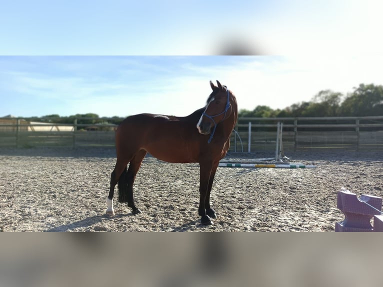 Selle Français Mix Giumenta 10 Anni 171 cm Baio in Coutevroult