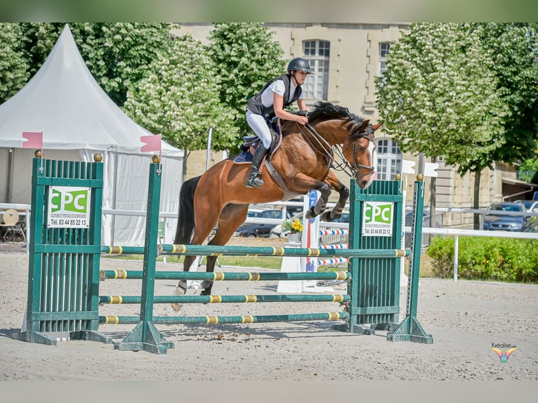 Selle Français Mix Giumenta 10 Anni 171 cm Baio in Coutevroult