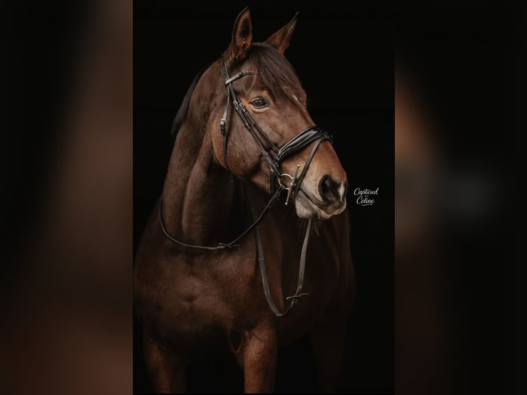 Selle Français Giumenta 10 Anni 172 cm Baio in Tirschenreuth