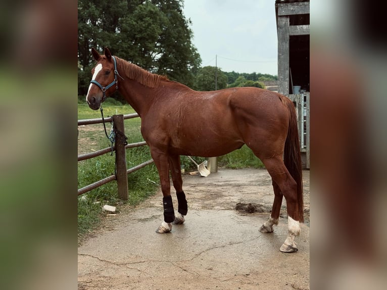 Selle Français Giumenta 10 Anni 174 cm Sauro in Chauvigny