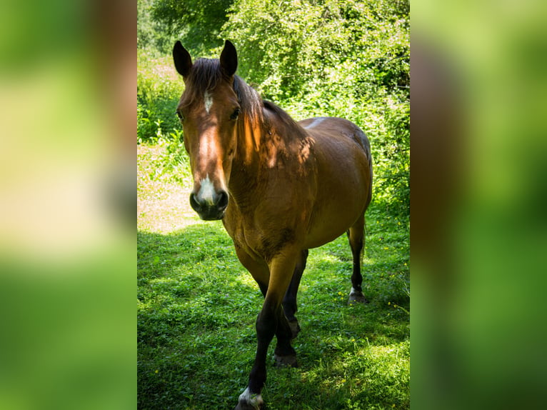Selle Français Giumenta 11 Anni 155 cm  in Authon-Ébéon