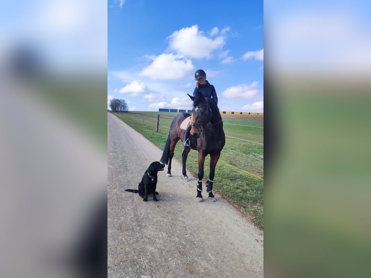 Selle Français Giumenta 11 Anni 162 cm Baio in Giengen an der Brenz