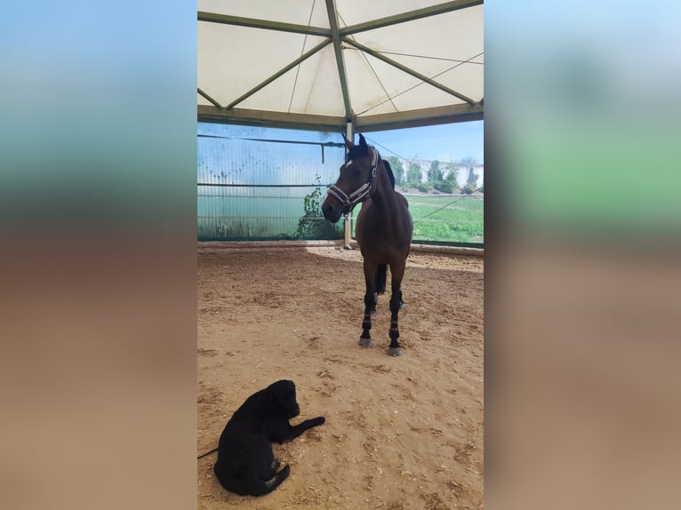 Selle Français Giumenta 11 Anni 162 cm Baio in Giengen an der Brenz