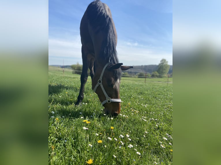 Selle Français Giumenta 11 Anni 162 cm Baio in Giengen an der Brenz