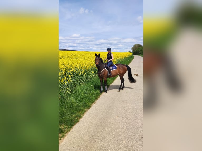 Selle Français Giumenta 11 Anni 162 cm Baio in Giengen an der Brenz