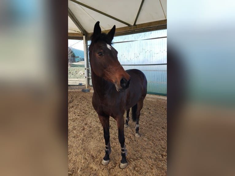 Selle Français Giumenta 11 Anni 162 cm Baio in Giengen an der Brenz