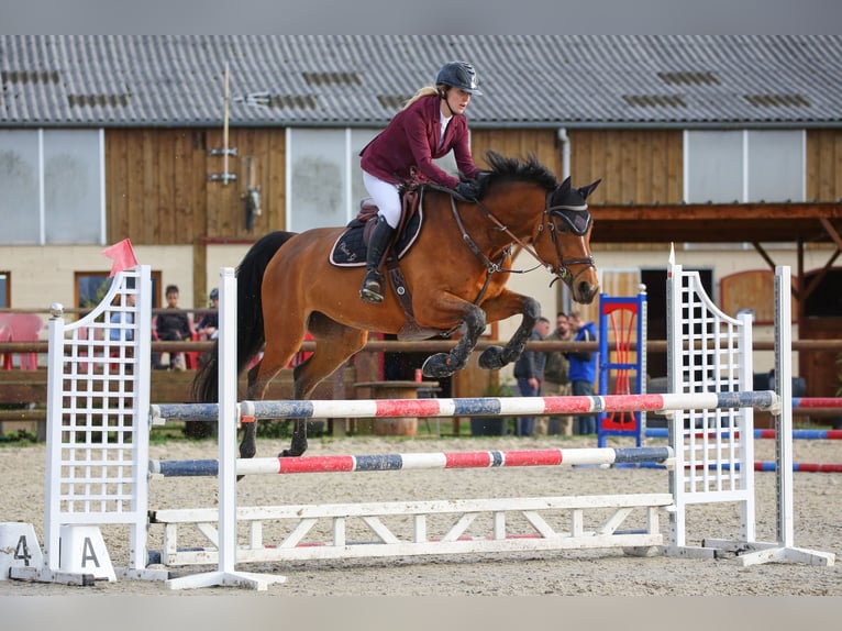 Selle Français Giumenta 11 Anni 165 cm Baio in Léry