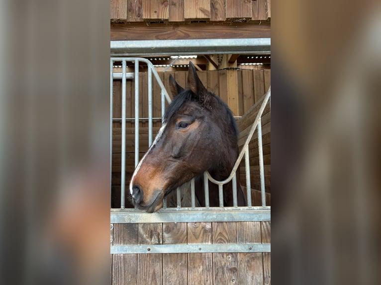 Selle Français Giumenta 11 Anni 165 cm Baio in noisy sur ecole