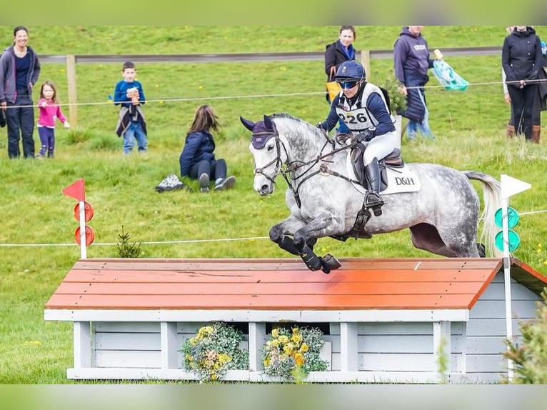 Selle Français Giumenta 11 Anni 165 cm Grigio in Warwickshire