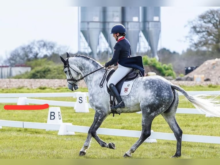 Selle Français Giumenta 11 Anni 165 cm Grigio in Warwickshire