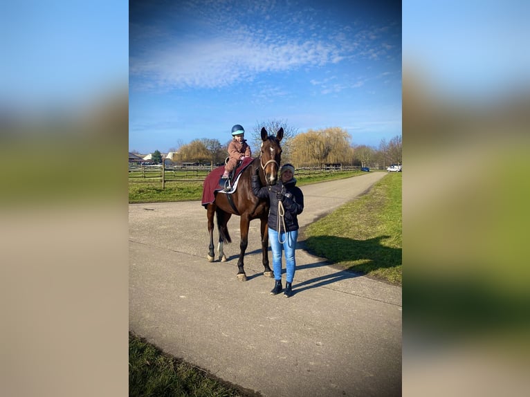 Selle Français Giumenta 11 Anni 167 cm Baio in Offenburg