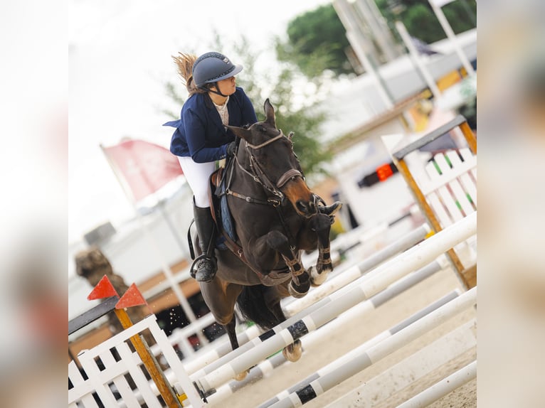Selle Français Giumenta 11 Anni 167 cm Baio scuro in Cargadero Viejo
