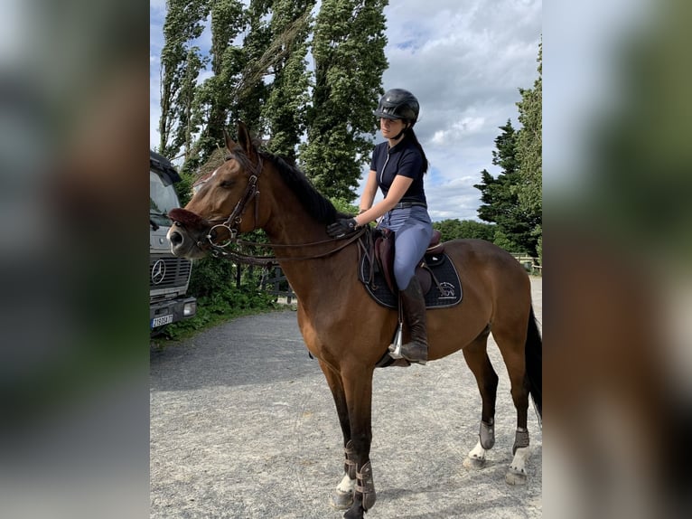 Selle Français Giumenta 11 Anni 168 cm Baio in Lésigny