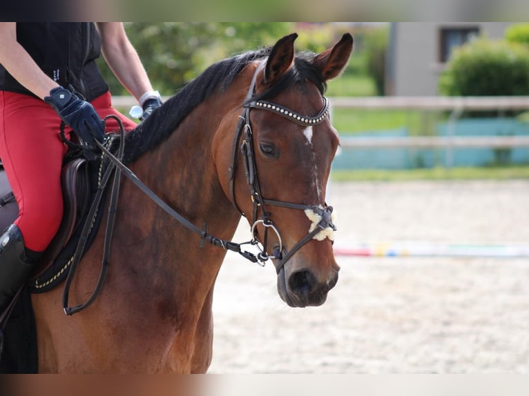 Selle Français Giumenta 11 Anni 168 cm Baio ciliegia in Montagny