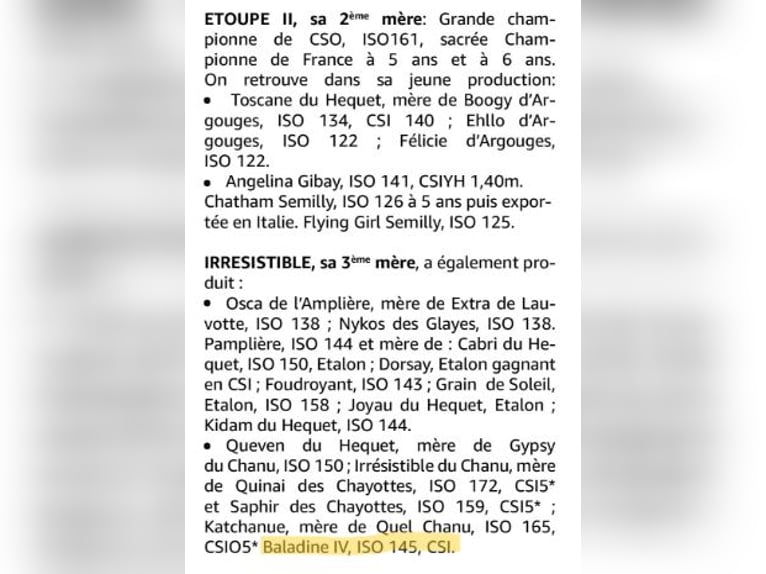 Selle Français Giumenta 11 Anni 168 cm Baio ciliegia in Montagny