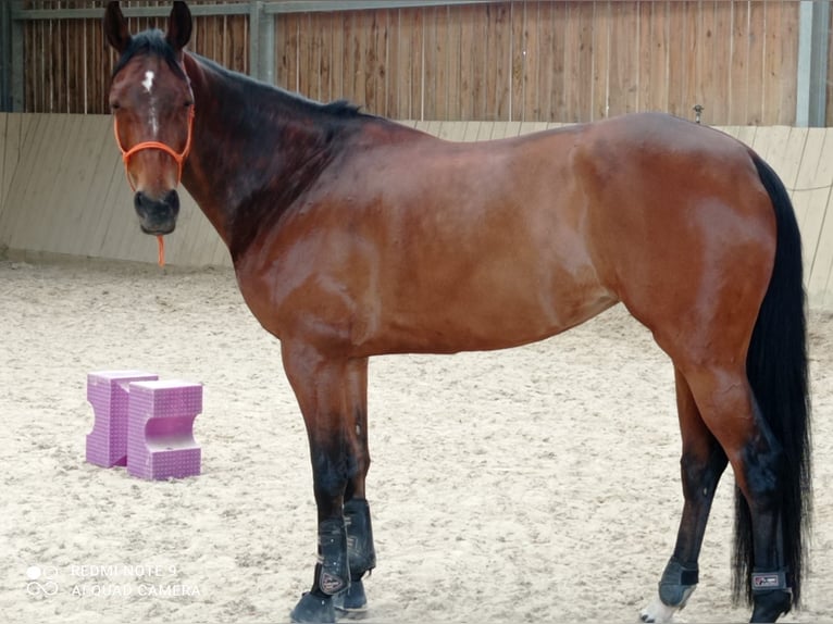 Selle Français Giumenta 11 Anni 168 cm Baio ciliegia in Montagny