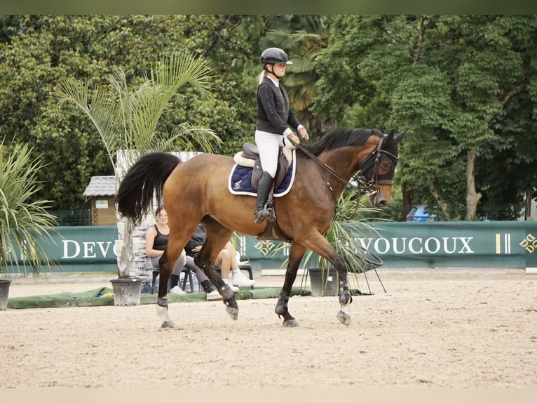Selle Français Giumenta 11 Anni 169 cm Baio in Orignac