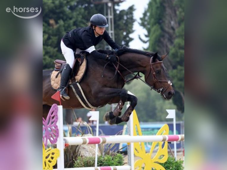 Selle Français Giumenta 11 Anni 170 cm Baio scuro in Gijón