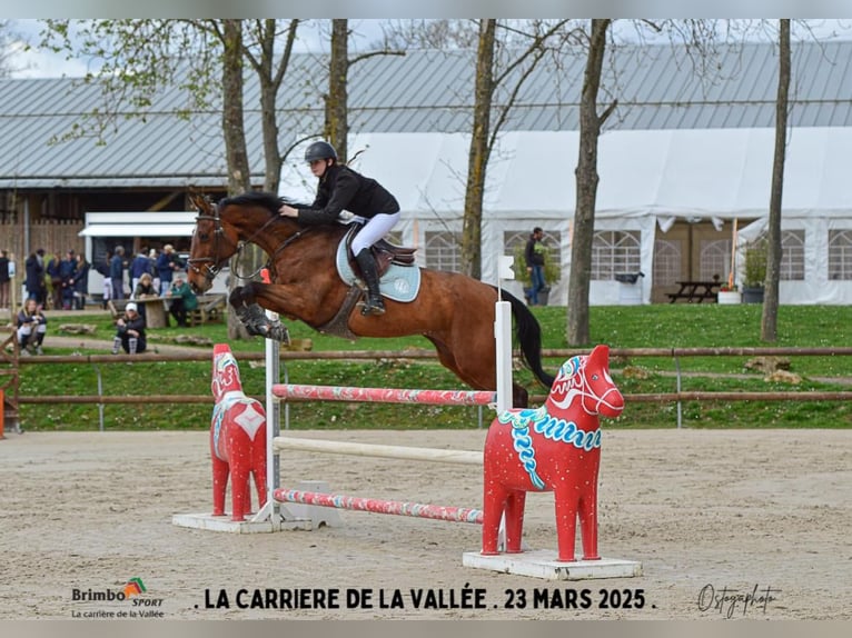 Selle Français Giumenta 11 Anni 172 cm Baio in Magny-les-Hameaux