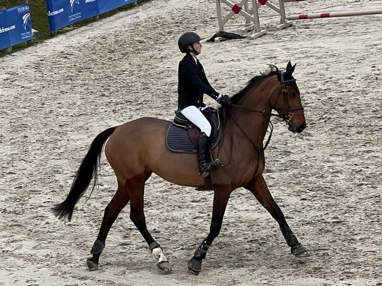Selle Français Giumenta 11 Anni 172 cm Baio in Magny-les-Hameaux